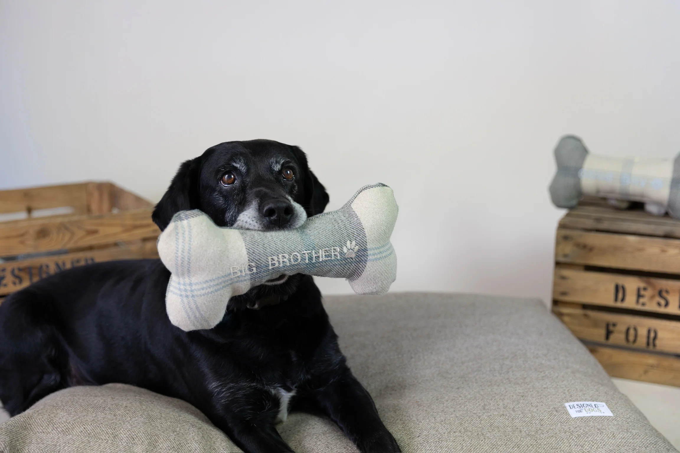 Luxury Comfort for Every Canine